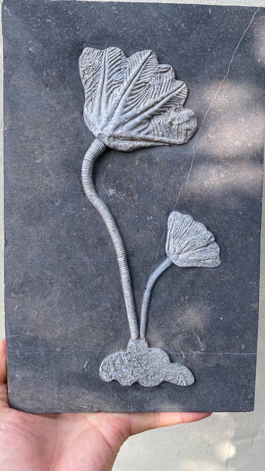 Unique and authentic paleontological fossil, sea lily fossil A701 2