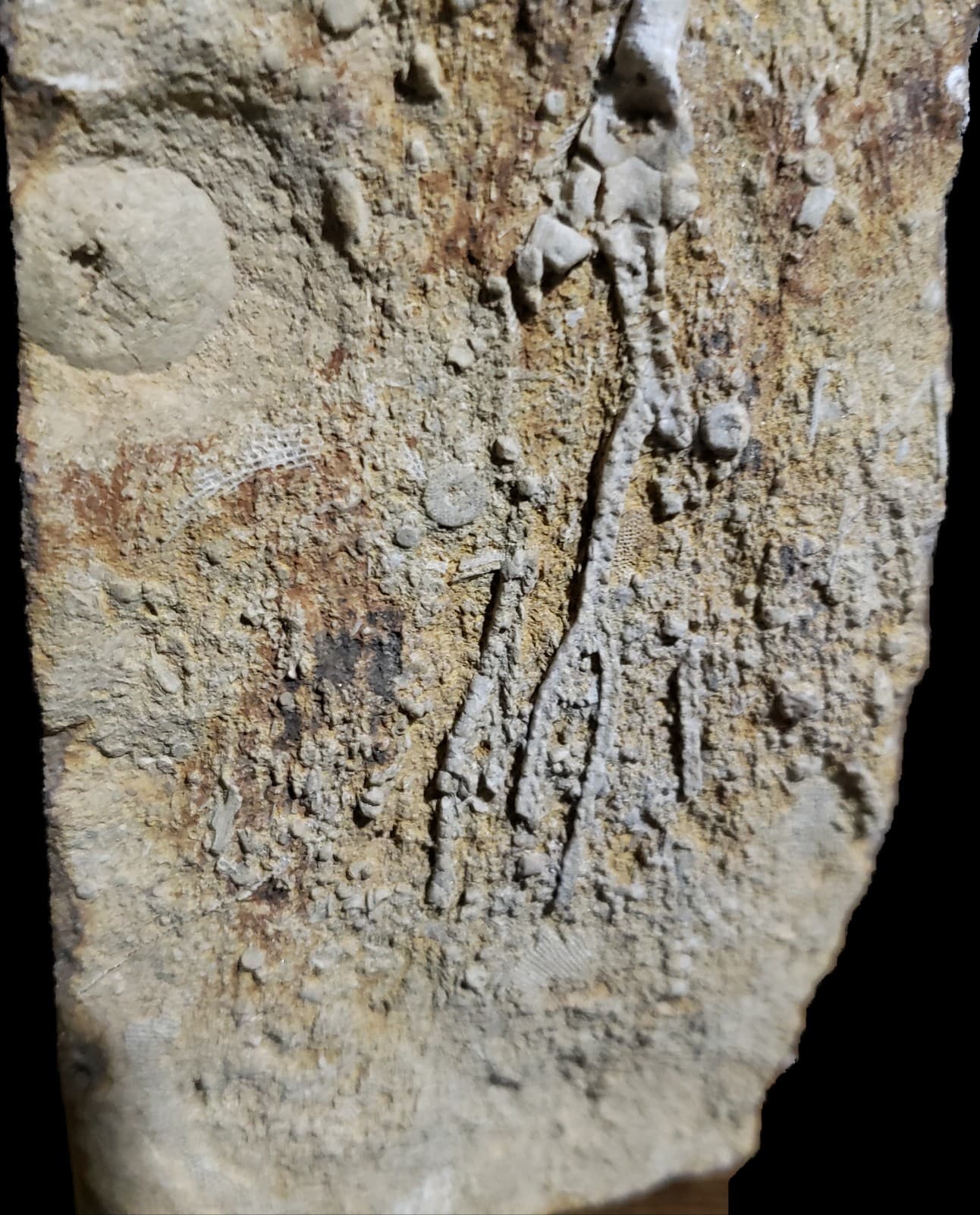 Large Fossil Crinoids on Mississippian Plate from Franklin Co,Northern  Alabama  5