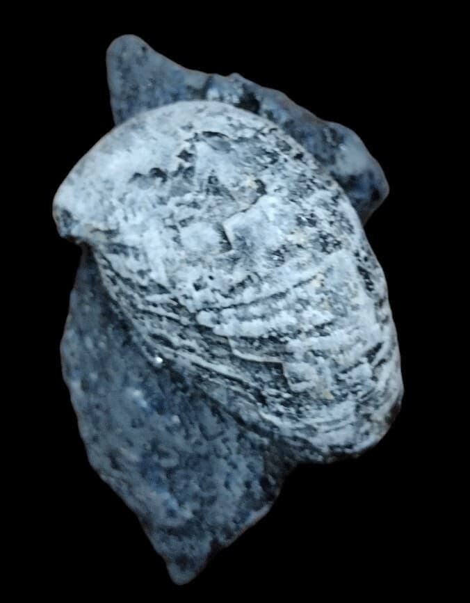 Crepidula  Fossil Replica ( Mid Miocene Mollusc)  Newportian Stage Astoria Fm. 3