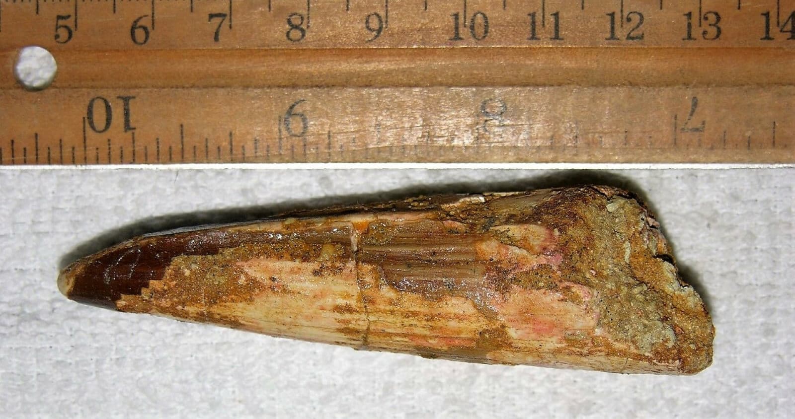 2 INCH LONG SPINOSAURUS TOOTH DINOSAUR REAL FOSSIL SPINOSAUR JURASSIC WORLD NICE 4