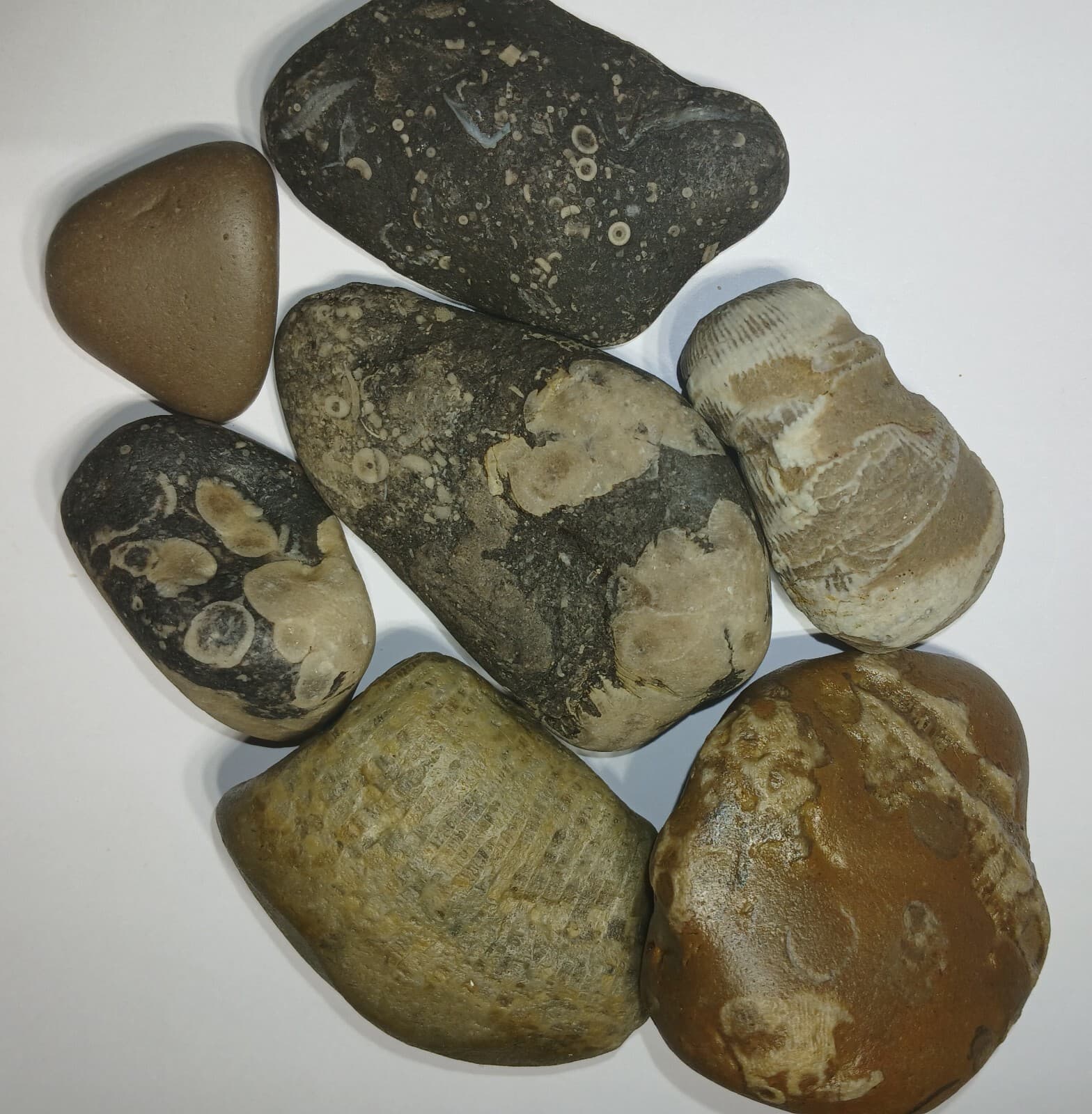 Fossil Mix 1 Pound Natural Michigan Unpolished Great Lakes Rock Assortment  3