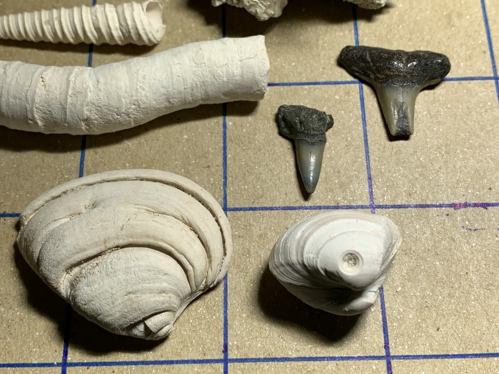 ☆Fossil Specimen 10 Pack - Berkeley Quarry S.C. - Barnacle-Dentalium-Teeth ☆296 5