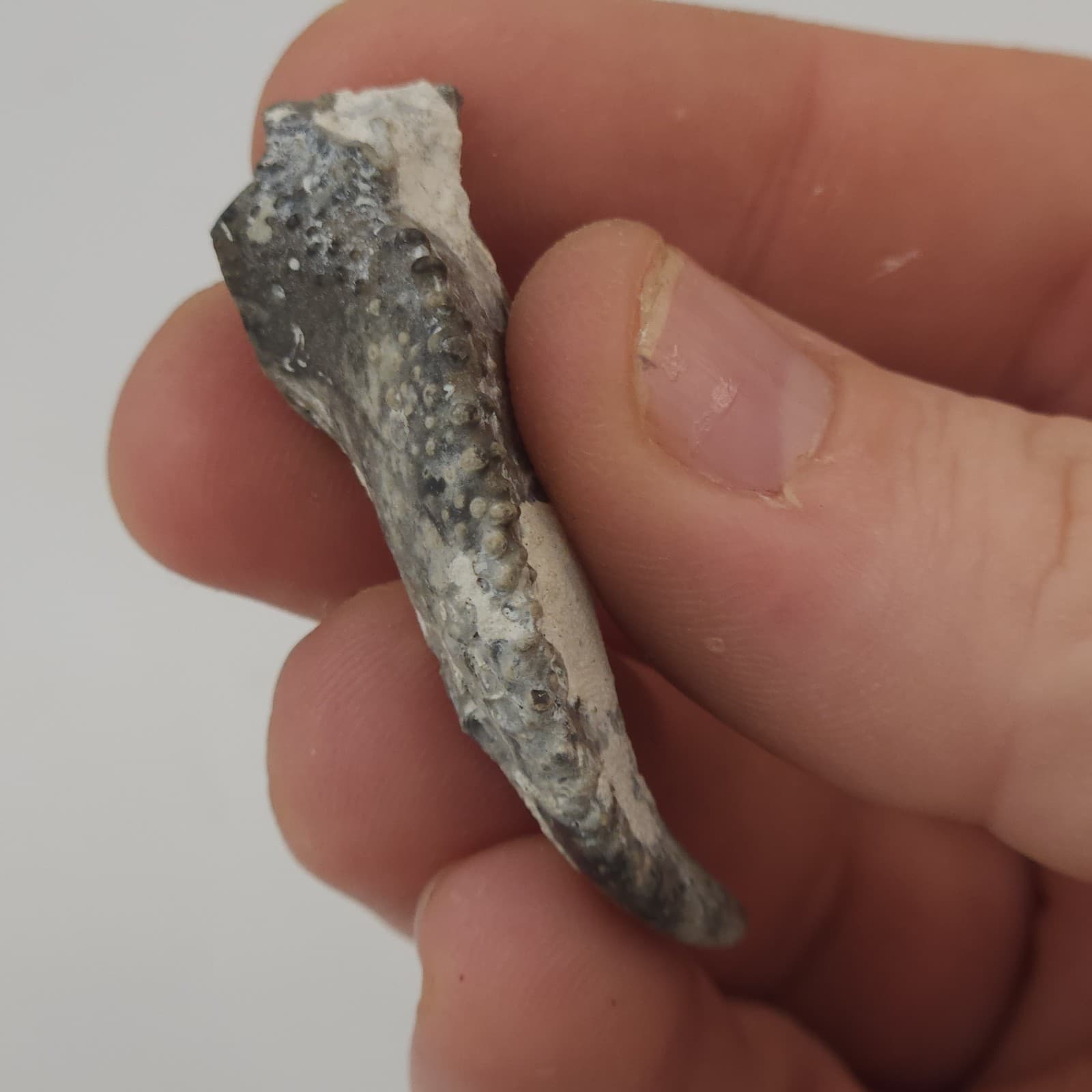 Crab Claw Fossil - Florida  2