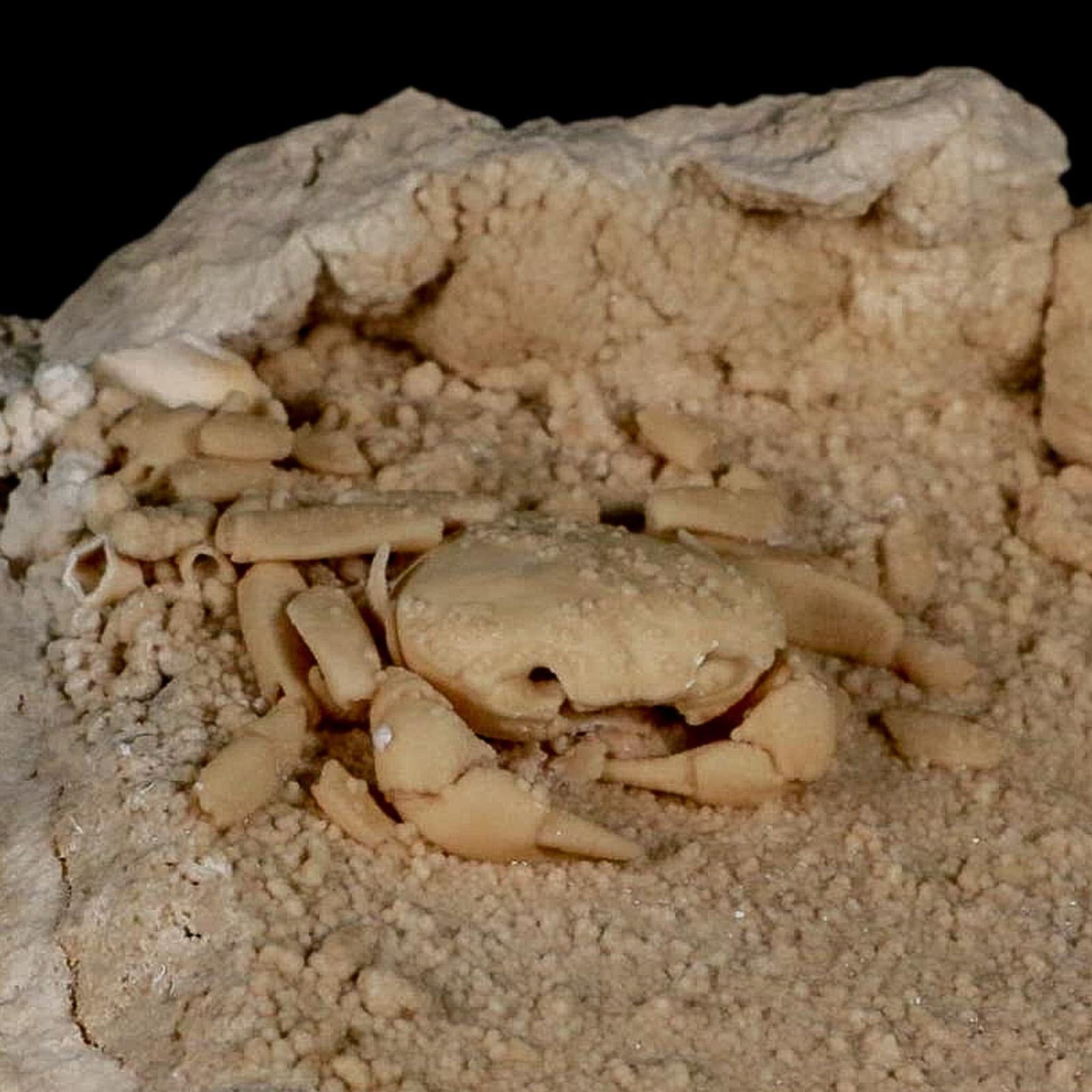 2.3" Potaman Sp Fossil Freshwater Crab In Travertine Denizli Basin Southwest