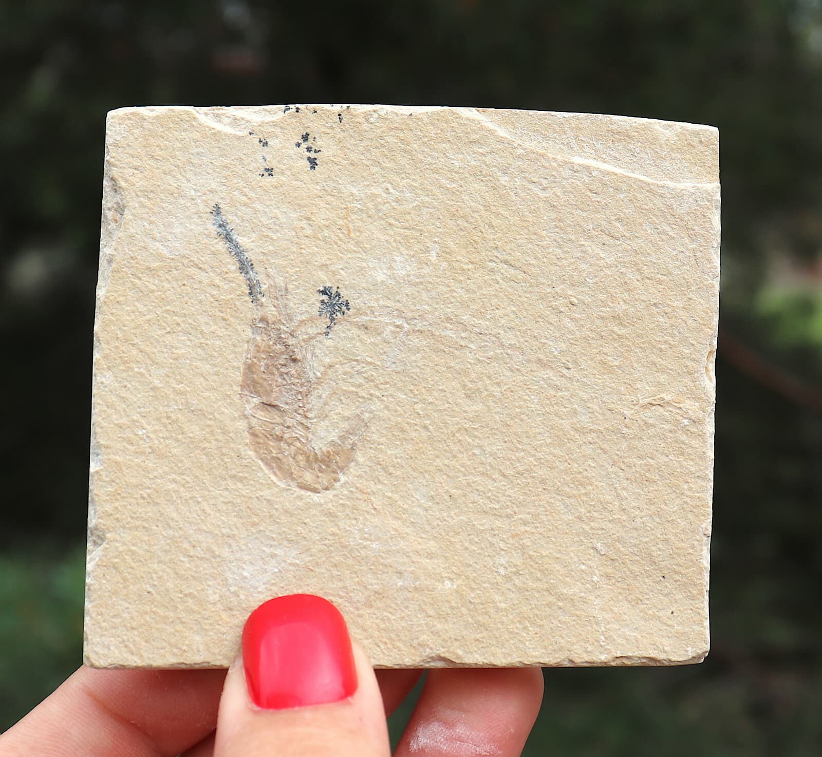 Jurassic Fossil Shrimp From Solnhofen Germany     7.7 Cm's 6