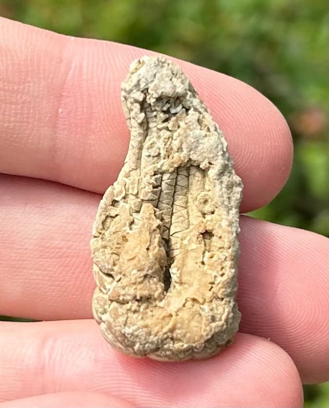 NICE Juvenile Fossil Crinoid Eupachycrinus asperatus Alabama Bangor Limestone 4
