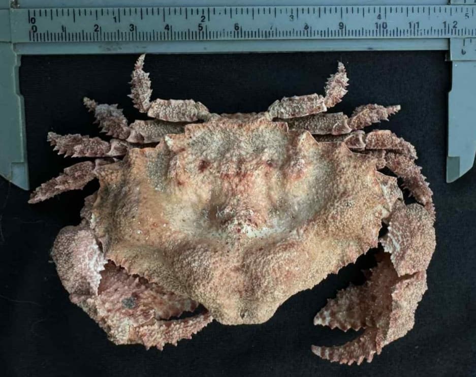 CRABS/Deep sea crab species preserved dried crabs EXTRA BIG SIZE 125MM!!!!