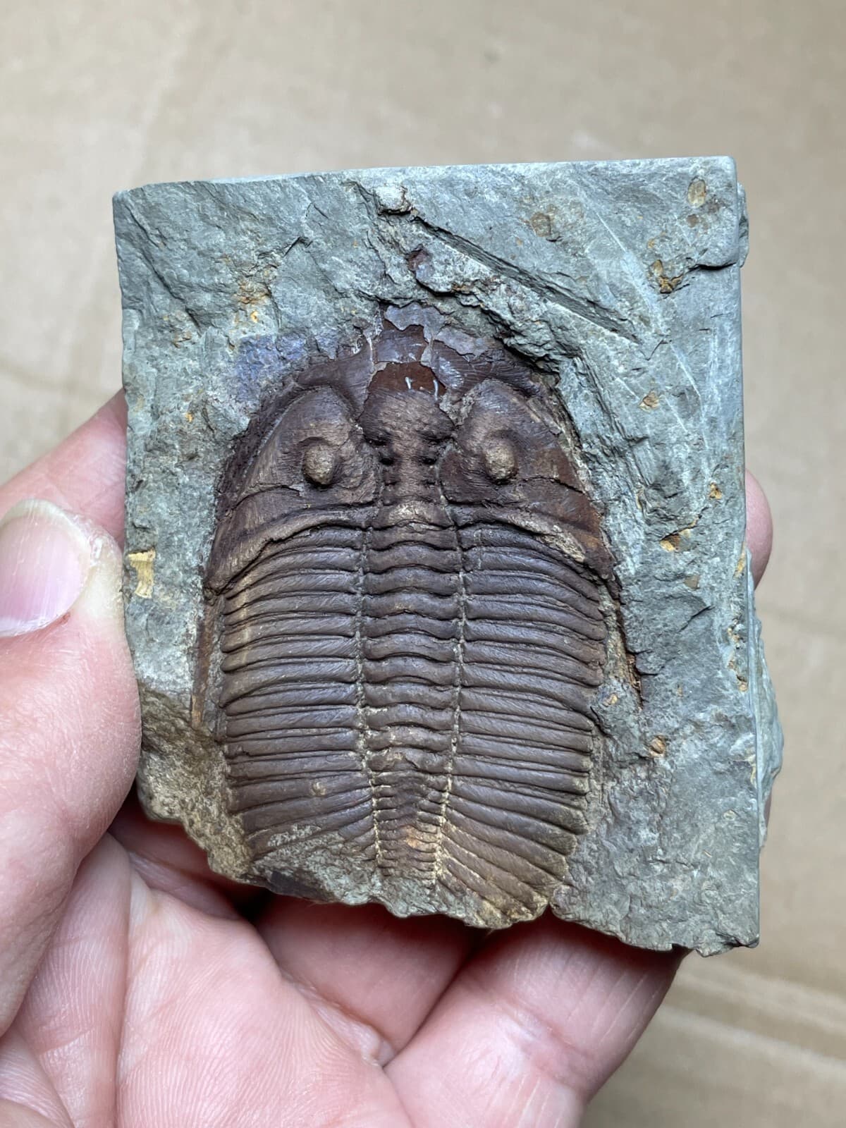 100g natural Silurian period Coronocephalus Trilobite specimen stone 2