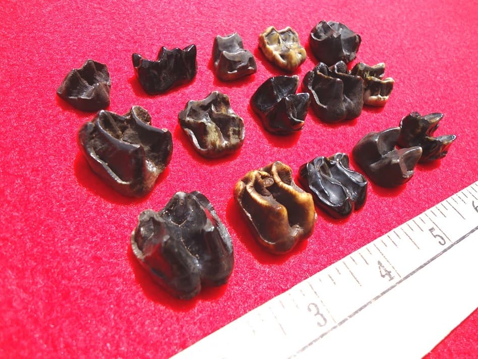 *BULK PRICE* TAPIR TEETH FLORIDA FOSSILS FOSSIL TOOTH JAW BONE BONES CAMEL LLAMA 2