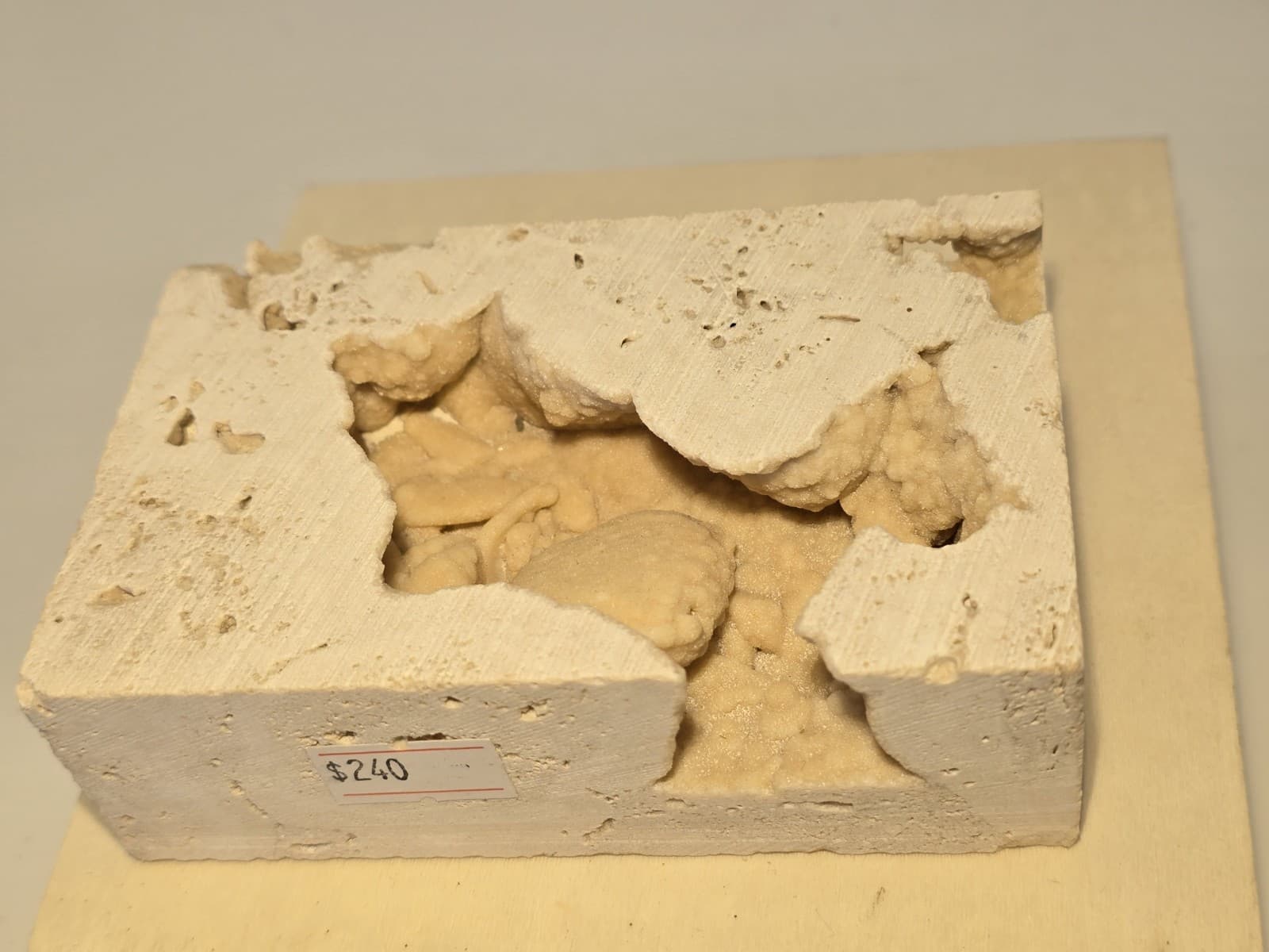 Travertine crab fossil