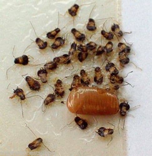 36 Catchmaster Cockroaches Traps 100i Pre-Scented Bug Insect Pheromone Traps 3