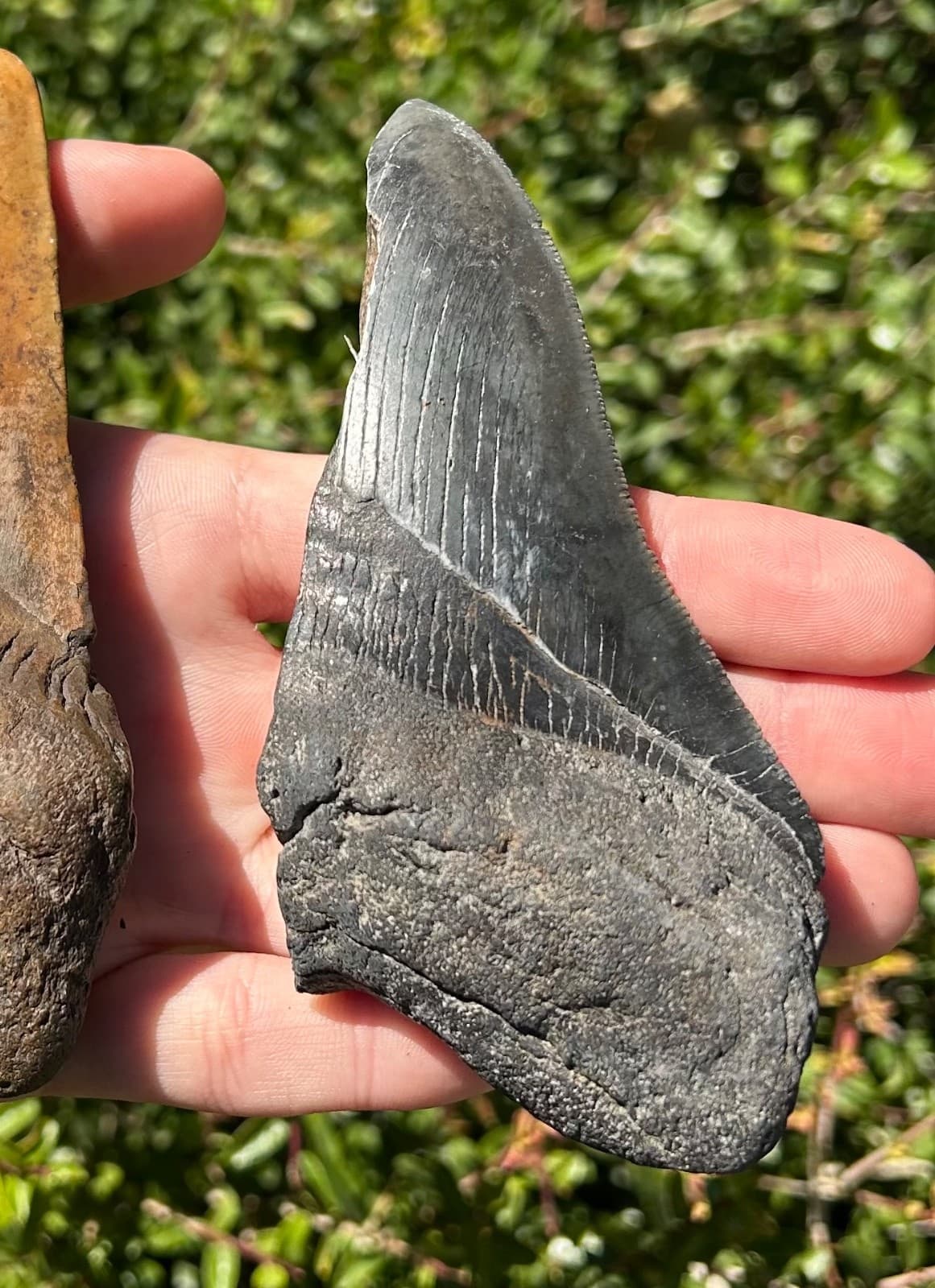 BIG Fossil Megalodon Sharks Teeth LOT 4.76” 4.75” South Carolina Shark Tooth 2