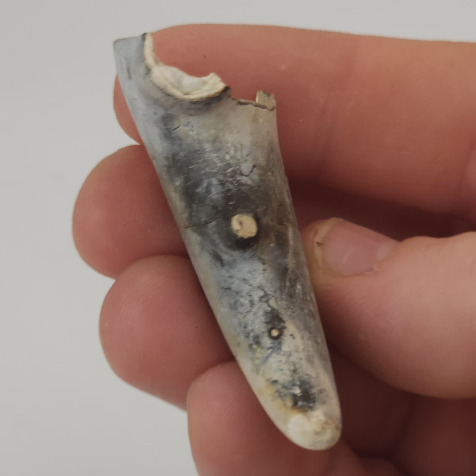 Crab Claw Fossil - Florida  2