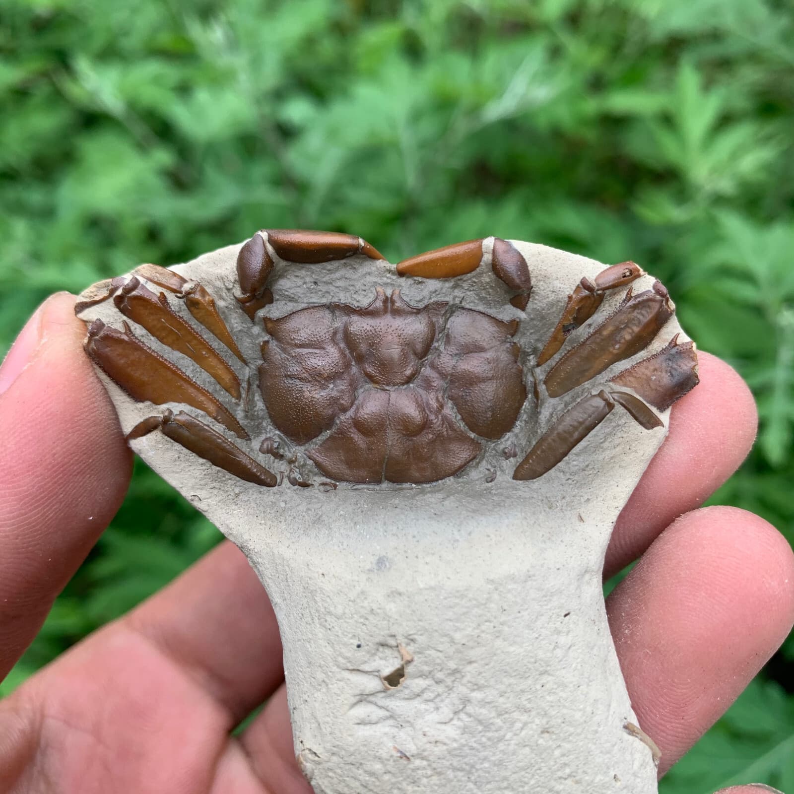 Jurassic Period Perfect Crab Fossil Dinosaur Age 2