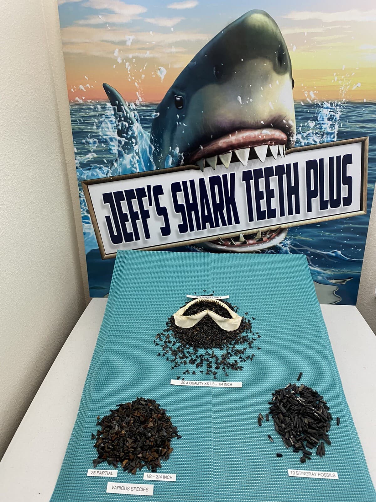 LOT OF 20.. 1/8 - 1/4 Inch ( A ) Quality Fossilized Shark Teeth From Venice Fl.