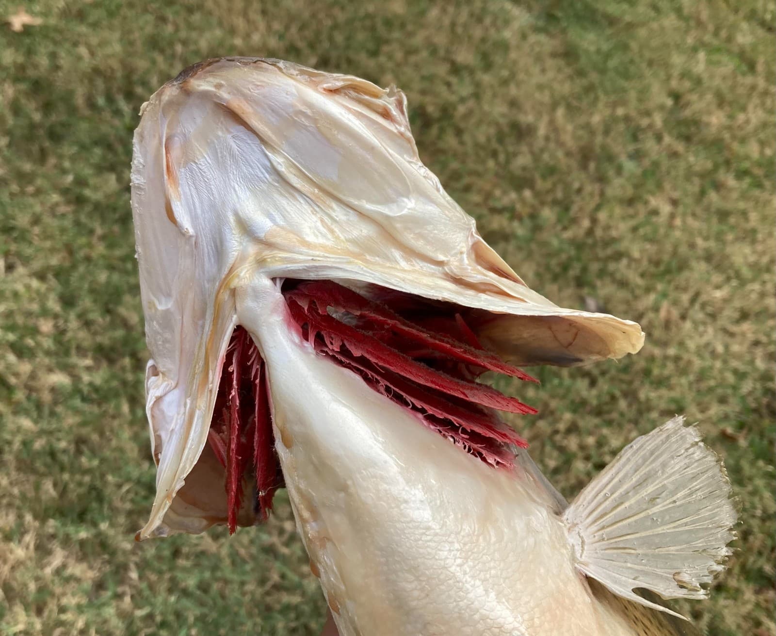 18" Largemouth Bass Taxidermy Fish Real Skin Mount !!  6