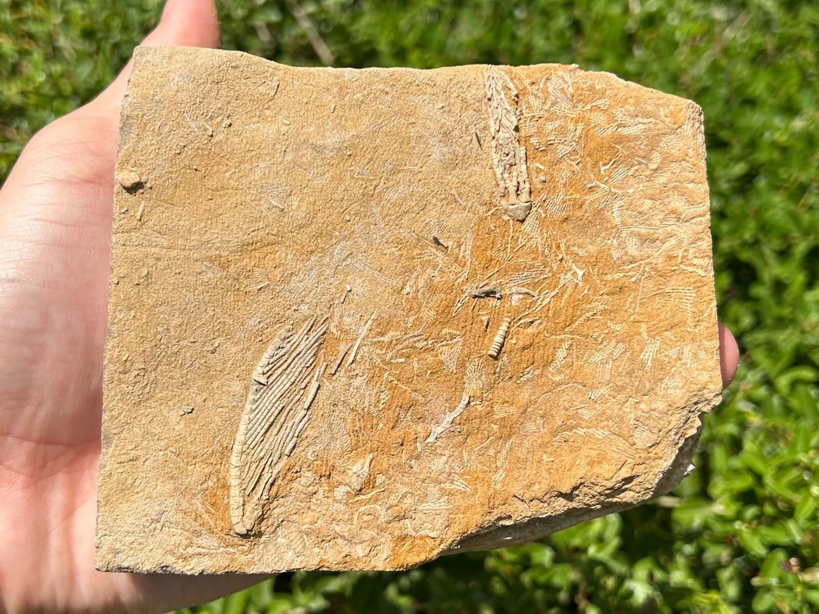 DOUBLE Fossil Crinoids in Matrix Harmostocrinus Aphelecrinus Alabama Bangor Fm 4