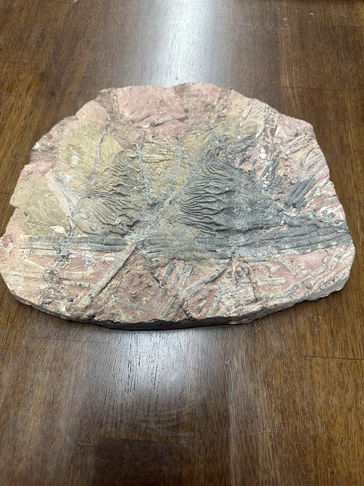 LARGE GEOLOGICAL CRINOID FOSSIL SPECIMEN