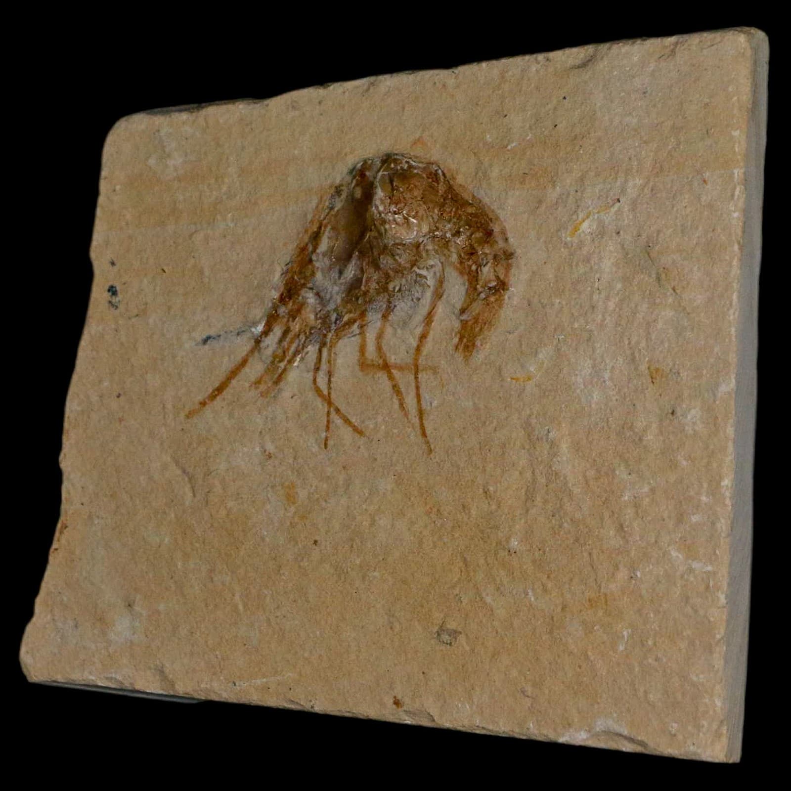 1.4" Fossil Shrimp Carpopenaeus Cretaceous Age 100 Mil Yrs Old Lebanon COA 4