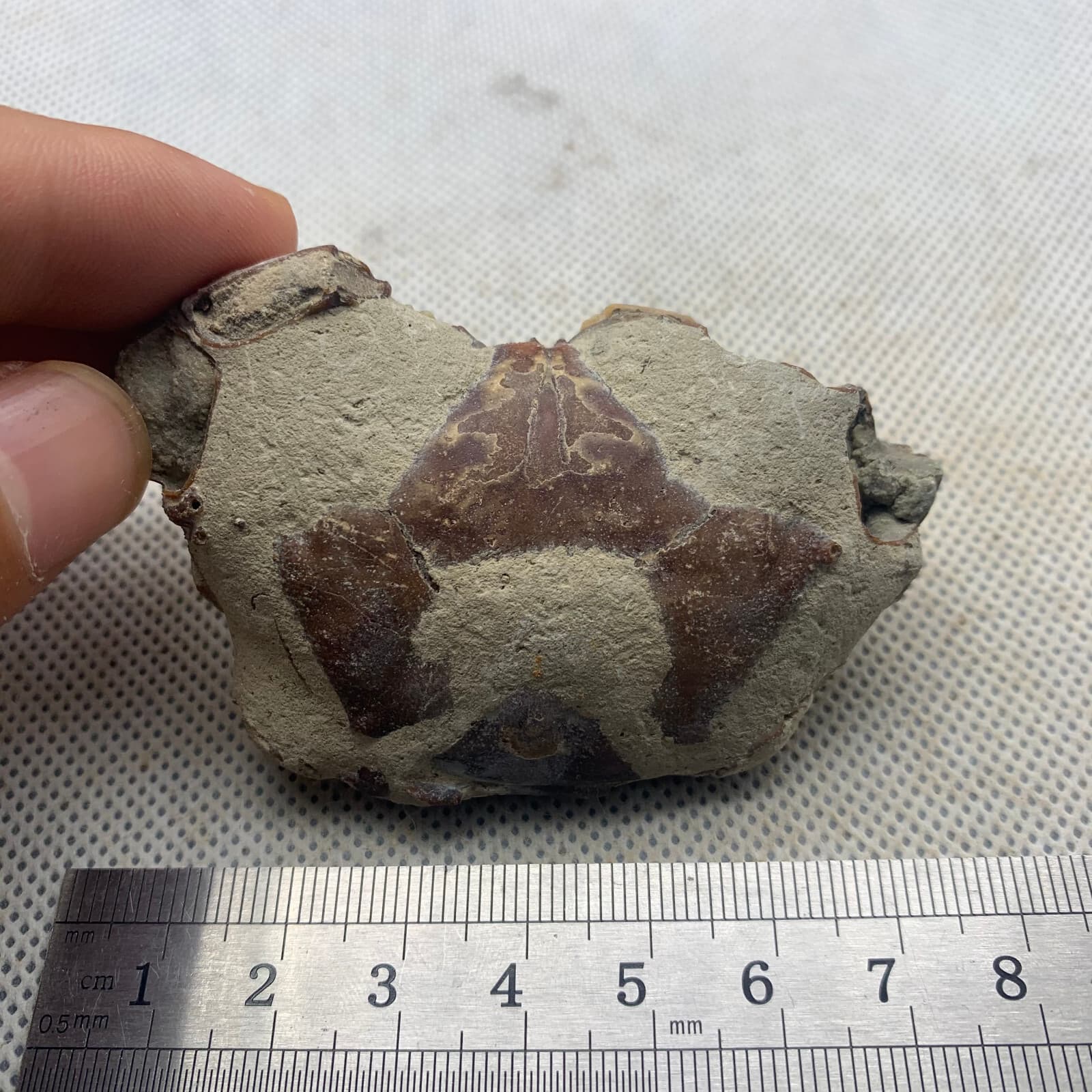 Jurassic refined crab fossils from the dinosaur era