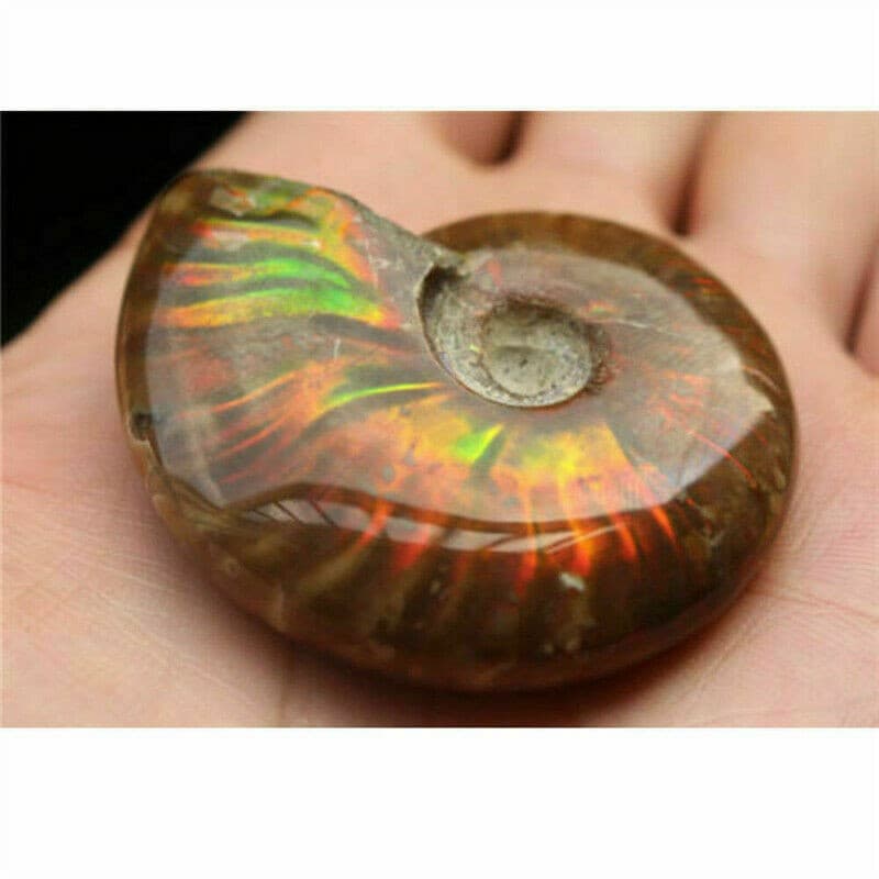 Natural Crystal Iridescent Ammonite Ammolite Facet Specimen Fossil Madagascar @ 2