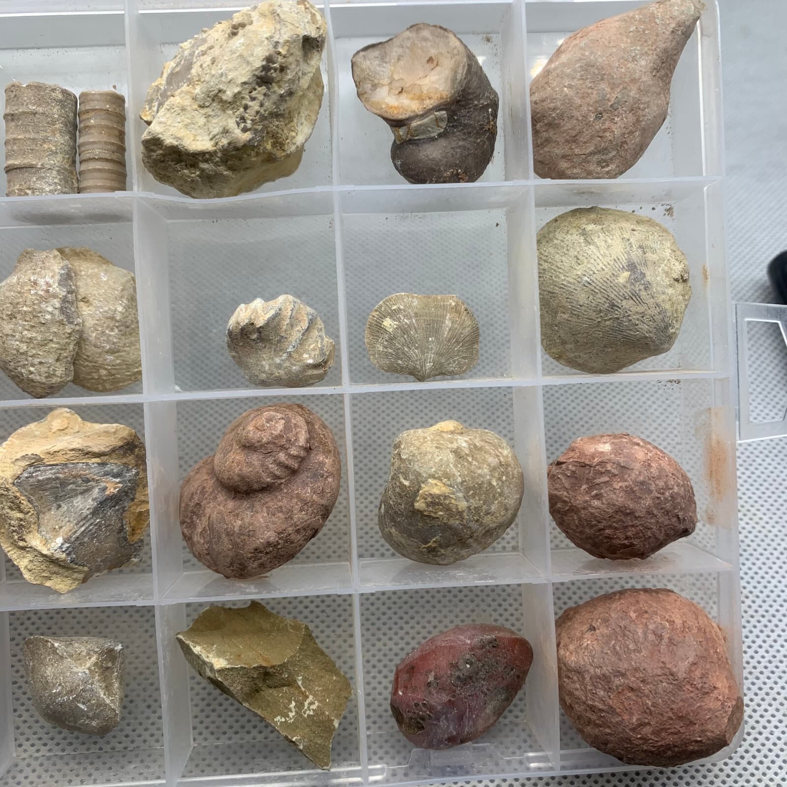 24 fossil specimens from China 3