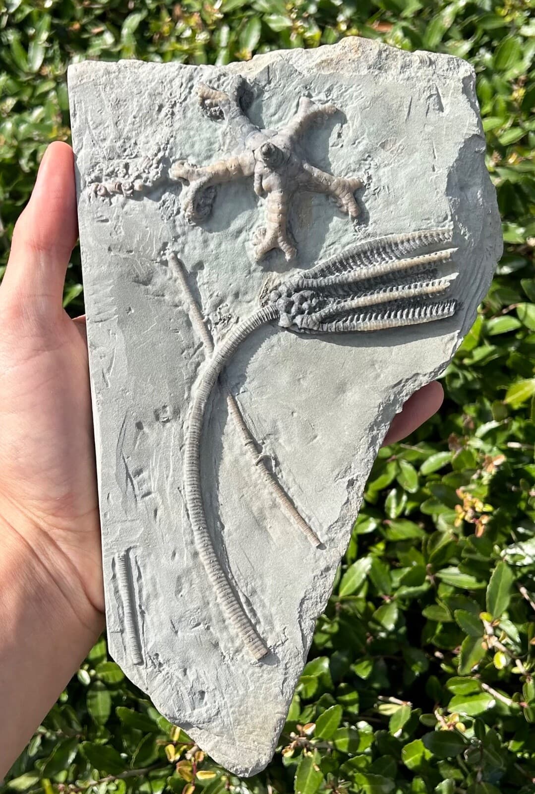 SUPERB Fossil Crinoid Plate Decadocrinus Onychocrinus Indiana Edwardsville Fm
