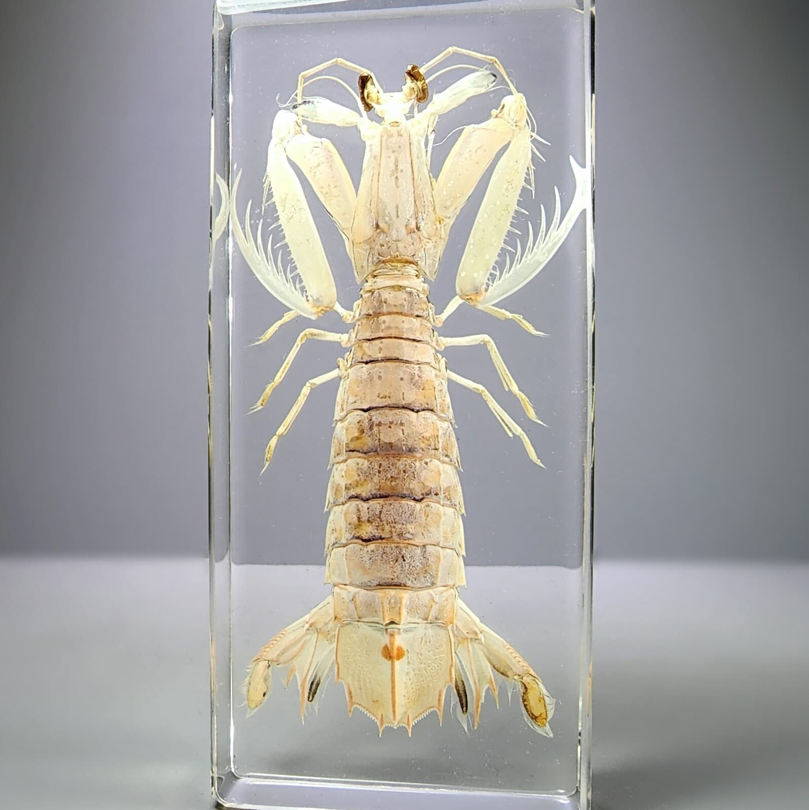 Large Mantis Shrimp in Resin, Oratosquilla Oratoria, Oddities, Curiosities 4