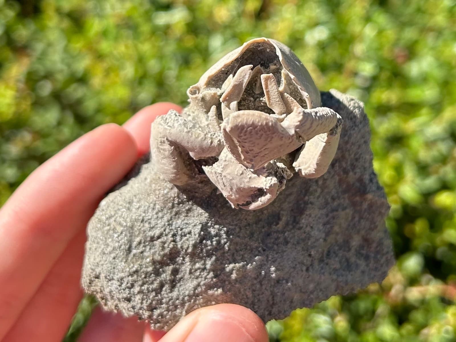 Florida Fossil Crab in Matrix Ranilia muriceta Pliocene Age Crustacean Rare 2