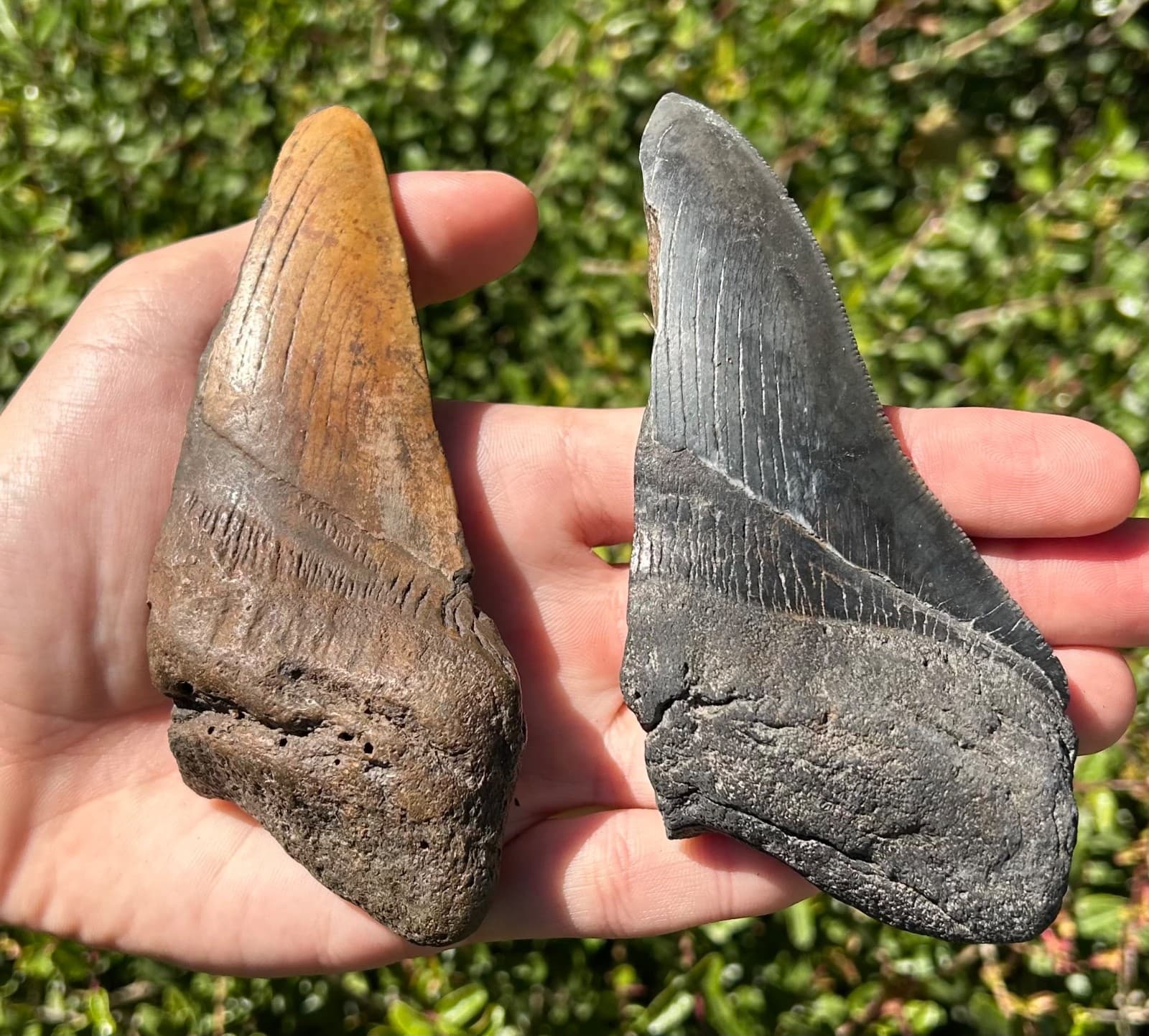 BIG Fossil Megalodon Sharks Teeth LOT 4.76” 4.75” South Carolina Shark Tooth