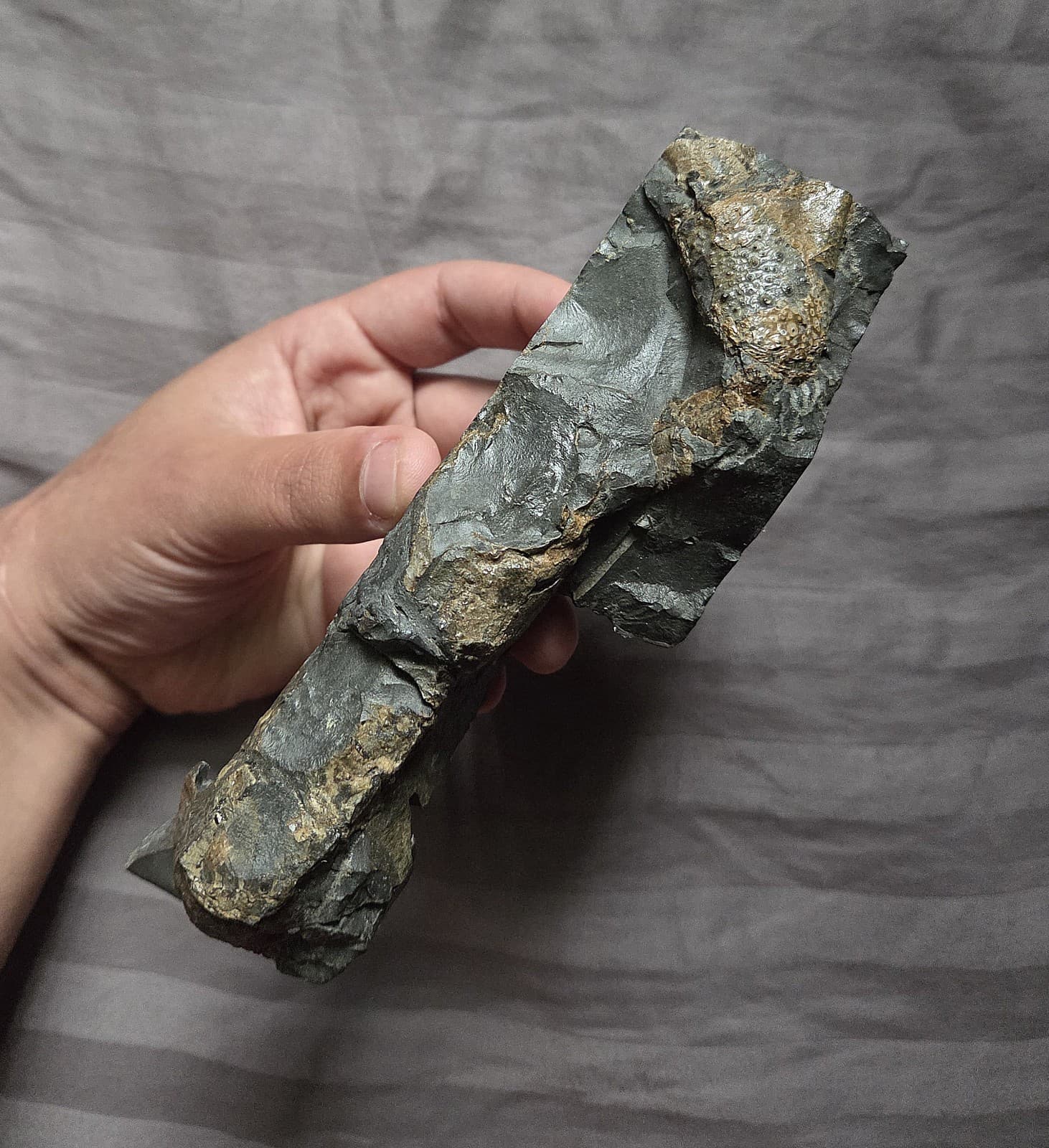 Very Rare Large Cretaceous Arthropod Fossil Hoploparia Sp. Lobster From Montana  2