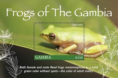 Gambia 2021 - Frogs - Souvenir Stamp Sheet - Scott #3940 - MNH
