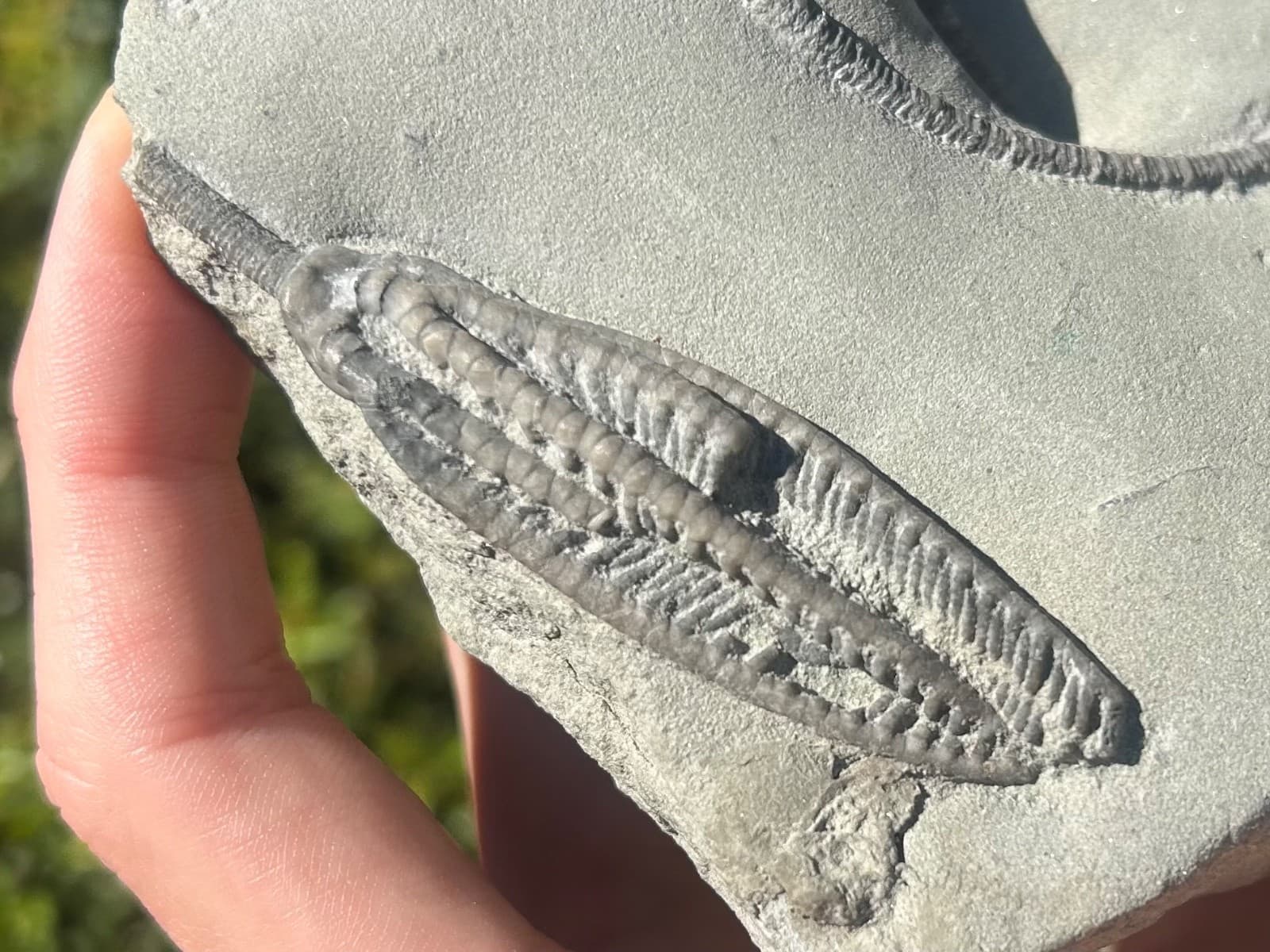 SUPERB Fossil Crinoid Plate Histocrinus Abrotocrinus Indiana Edwardsville Fm 5