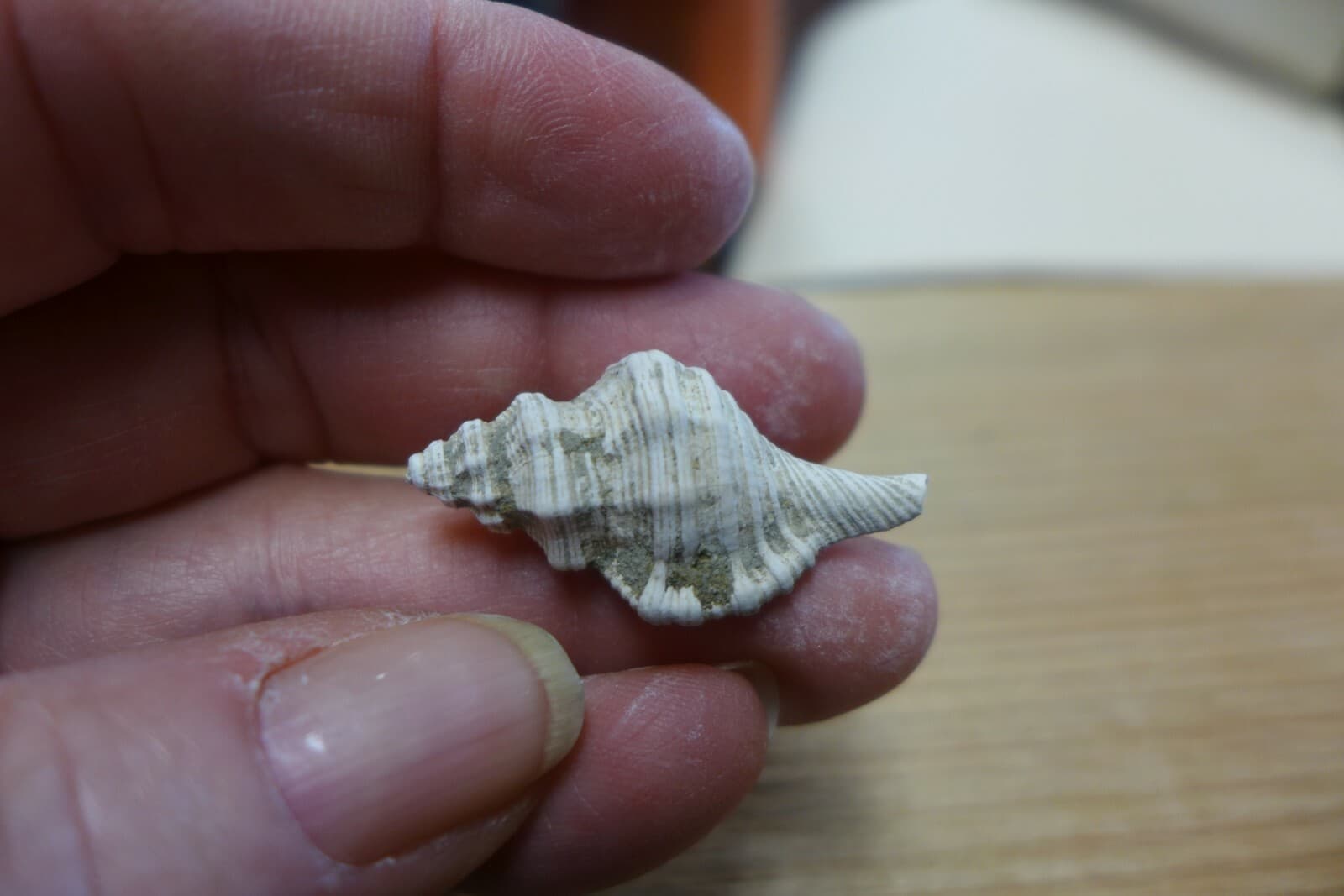 GEOLOGICAL ENTERPRISES Pliocene fossil gastropod, shell, Charonia sp. Italy 5