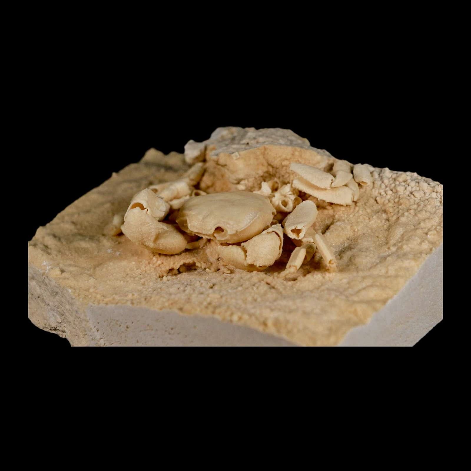 3.3" Potaman Sp Fossil Freshwater Crab In Travertine Denizli Basin Southwest 6