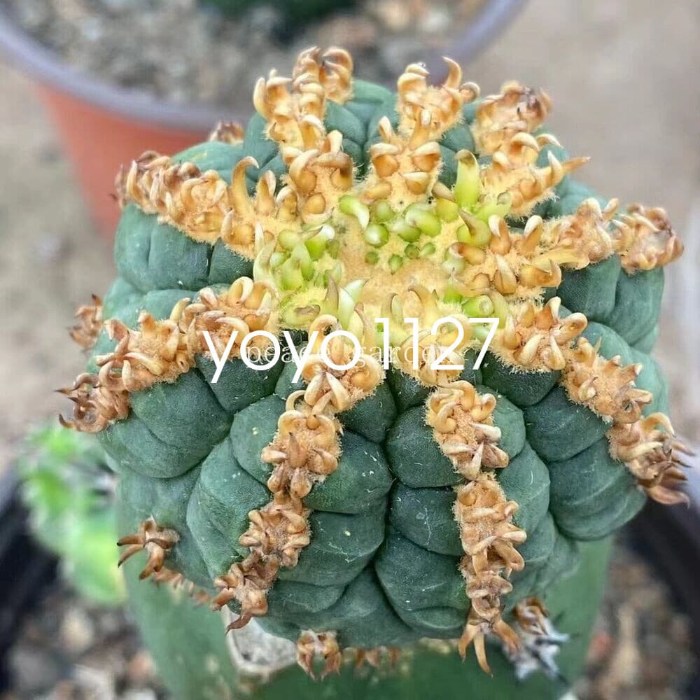 Gymnocalycium spegazzinii v.unguispinum Succulent Cacti Cactaceae Cactus 4-6CM 6