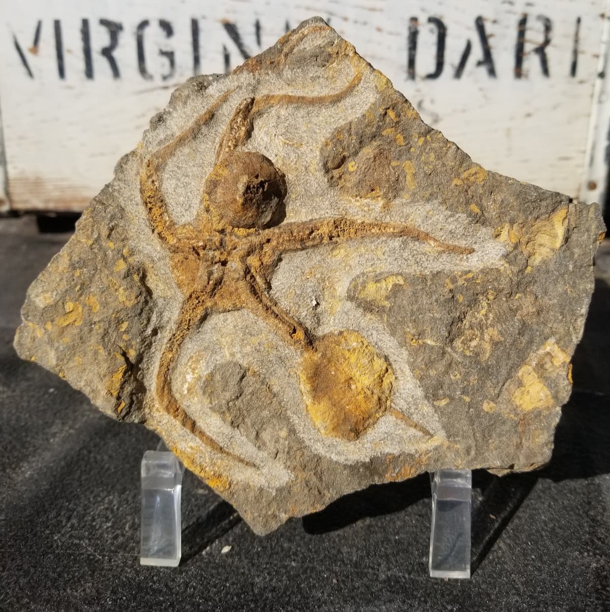 Ordovician Sea Starfish Brittlestar Fossil Morocco Marine Over 400 Mill Yrs Old 3