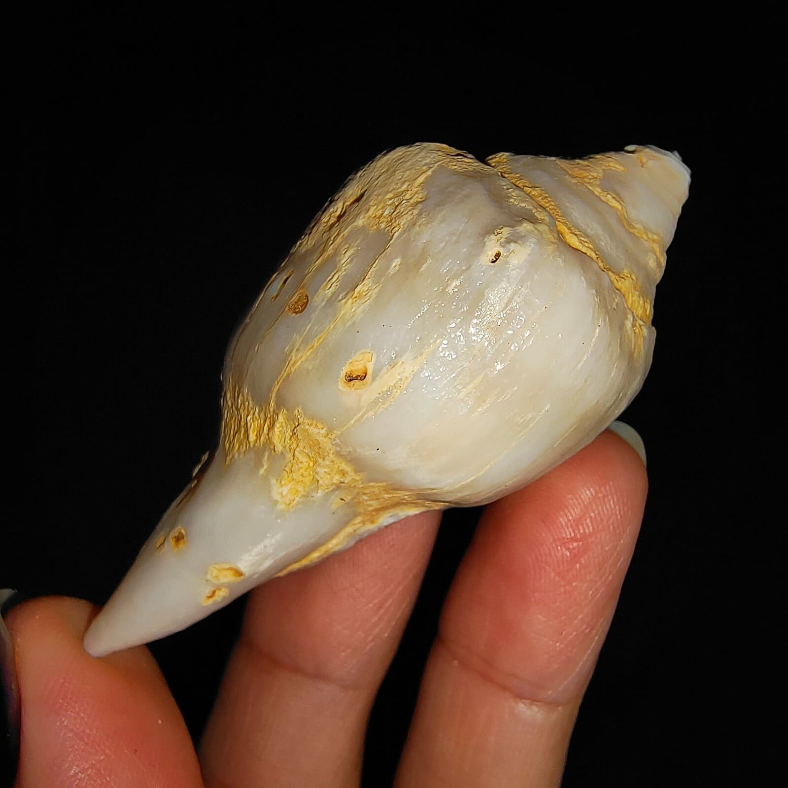 SEA SHELL FOSSIL, GASTROPODA FASCIOLARIDAE, FROM JAVA, INDONESIA, 66MM 3