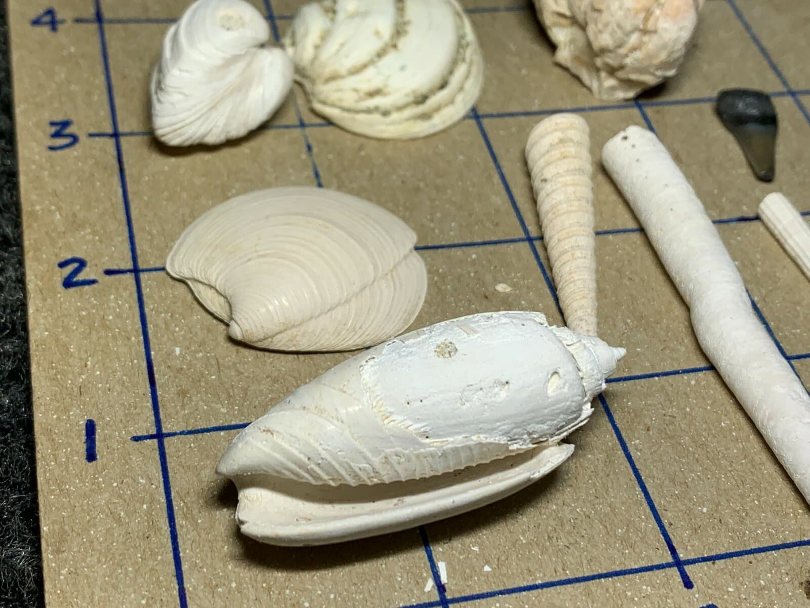 ☆Fossil Specimen 10 Pack - Berkeley Quarry S.C. - Barnacle-Dentalium-Teeth ☆294 2