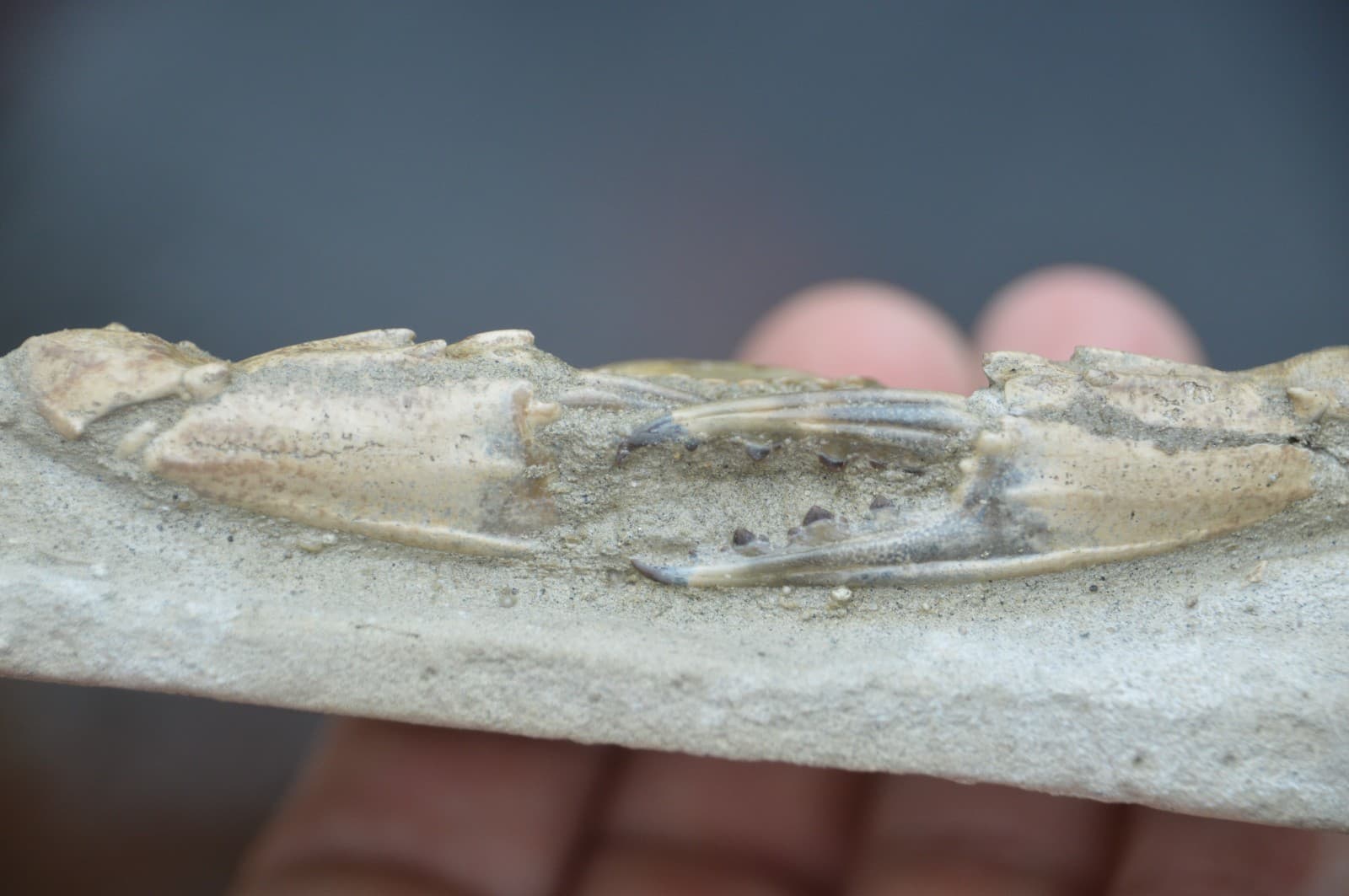 AMAZING FOSSIL CRAB FROM JAVA, INDONESIA BEST VALUE FOSSIL CRABS ANYWHERE! #5 3