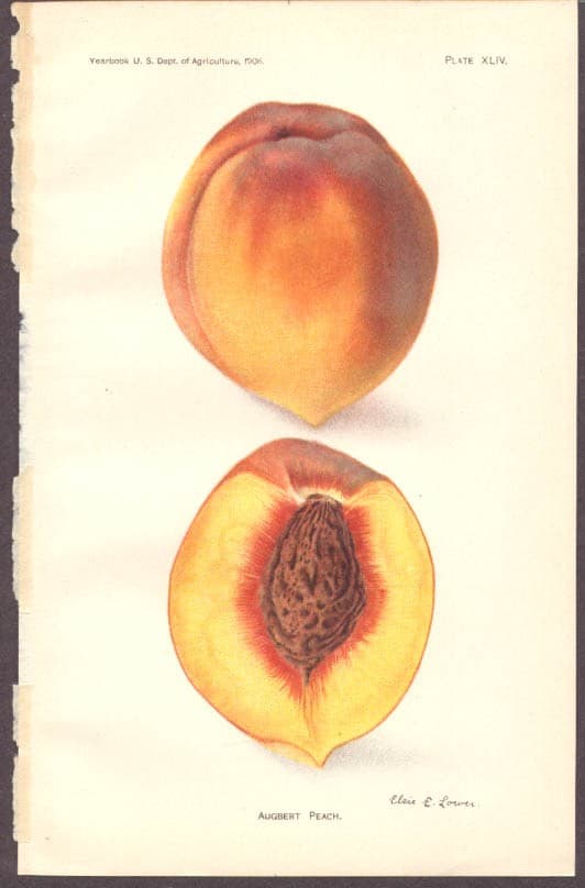 Augbert Peach chromolith USDA 1908 by Lower