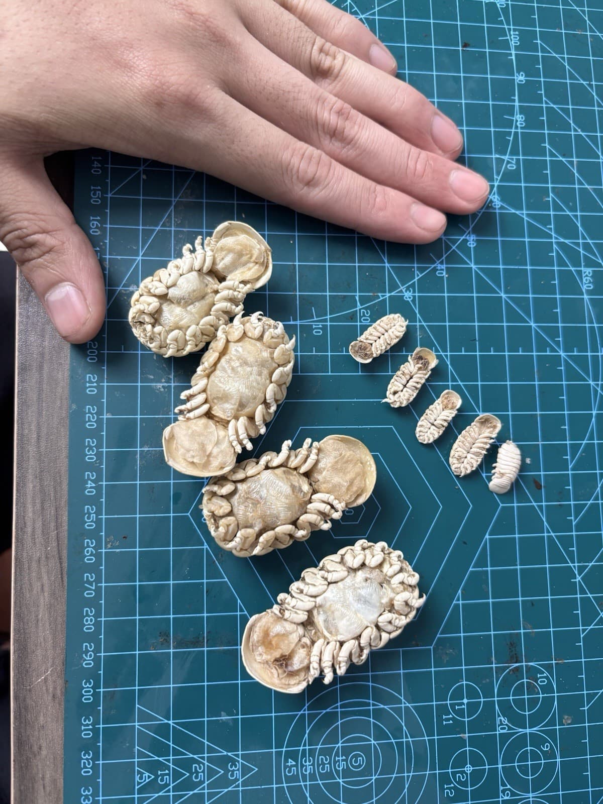 Very Rare Elthusa splendida Shark Parasite Deep Sea Isopod Taxidermy OnePair M&F 2