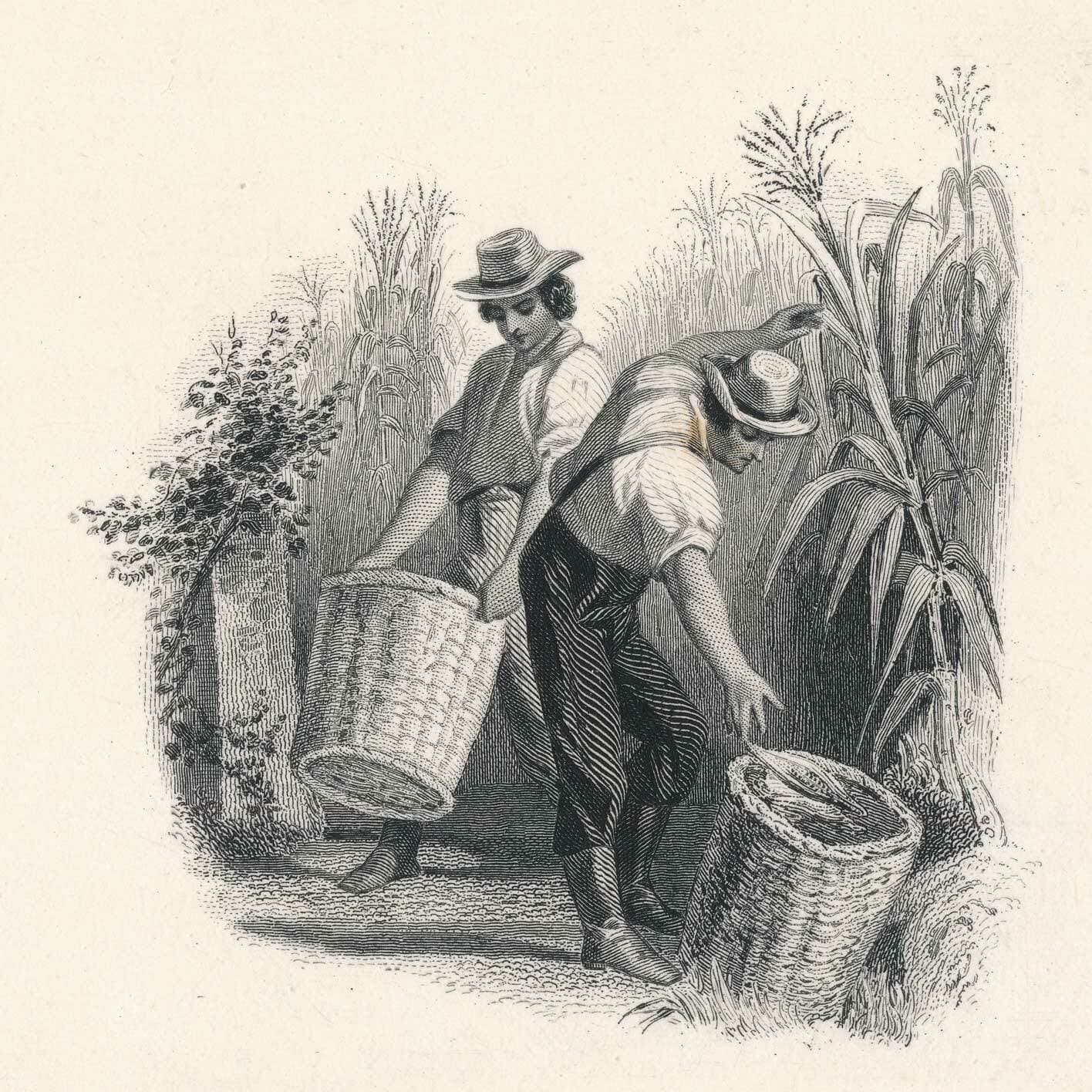 Die Proof Vignette, Harvesting, Bald, Cousland & Co. 1858 overall card 10" x 6.5 2