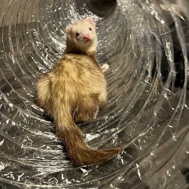 Best Ferret Toy EVER! Jumbo Ex Wide &Long Super Thru Way Crinkle Tunnel Tube 5