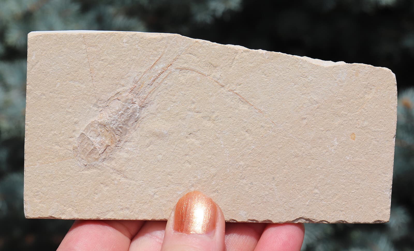 Fossil Shrimp From Solnhofen Germany 12.9 Cm's  Well Preserved History  Jurassic 2