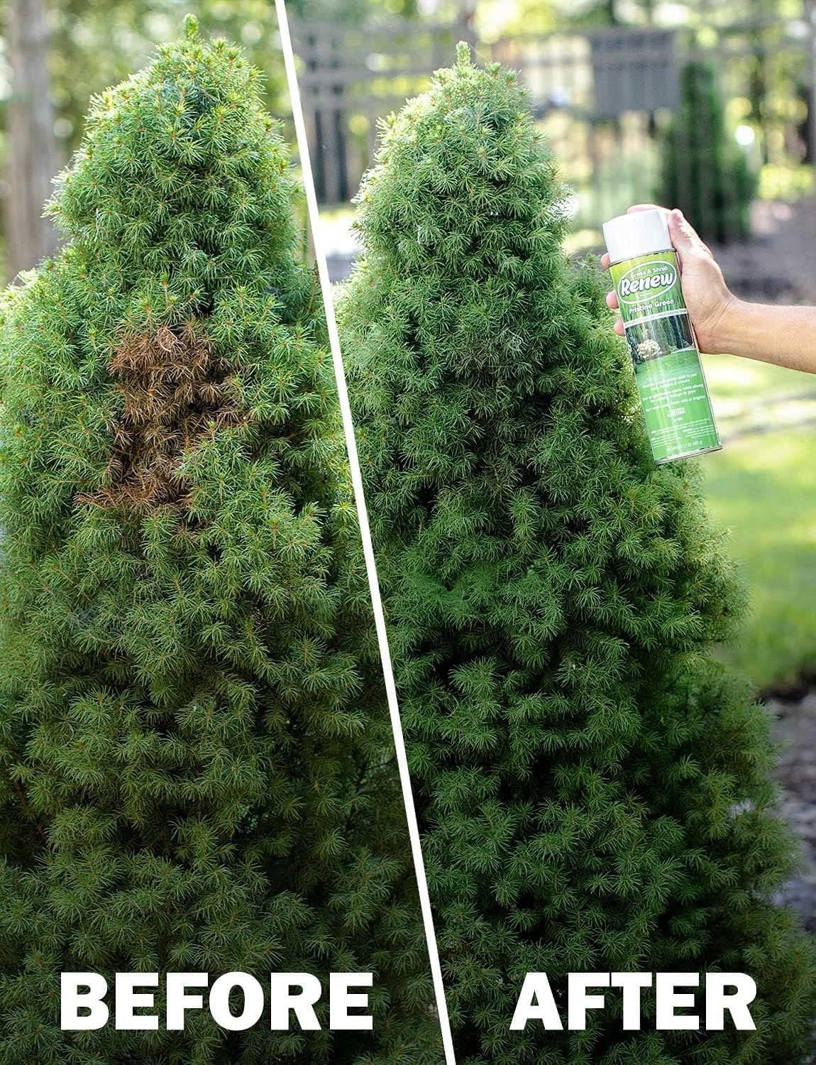 RENEW Grass and Shrub (Pristine). 1 - 17oz. Can. 6