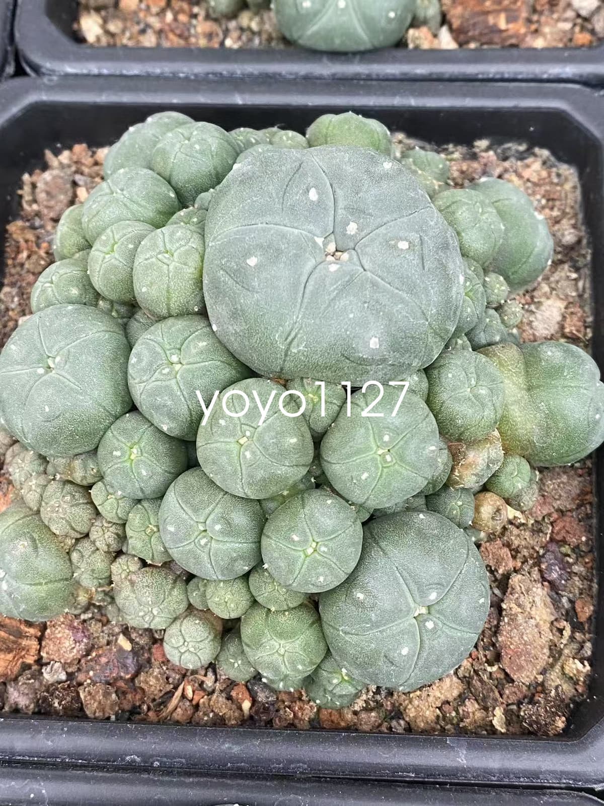 10-12cm Multi headed Cactus RareSucculent Plant Family Garden plants 3