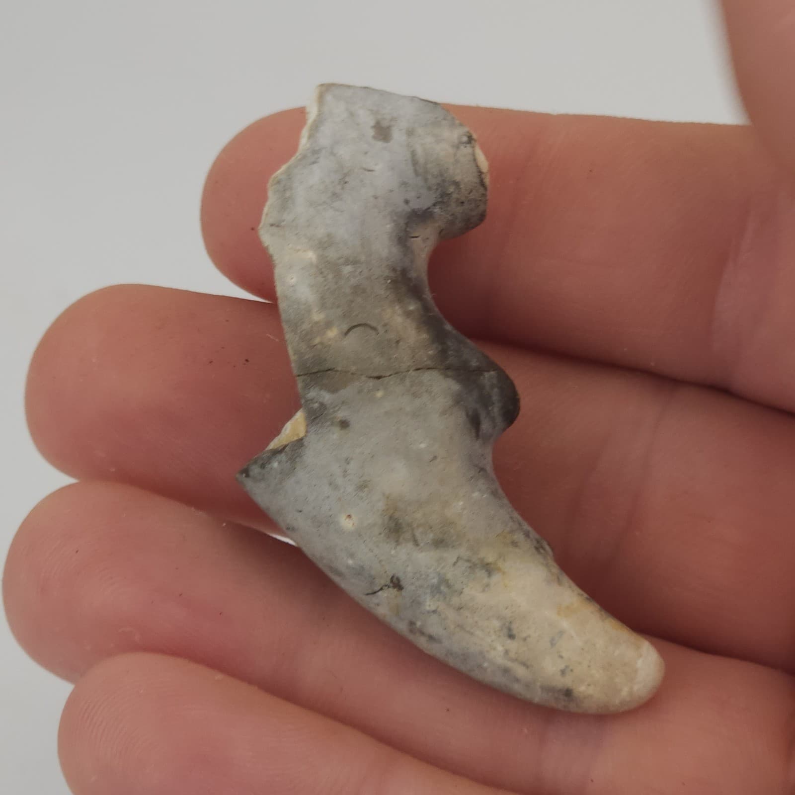 Crab Claw Fossil - Florida  3