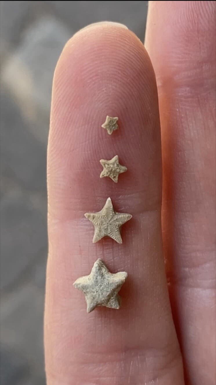 A Bottle of 18 Crinoid Star Fossils 3