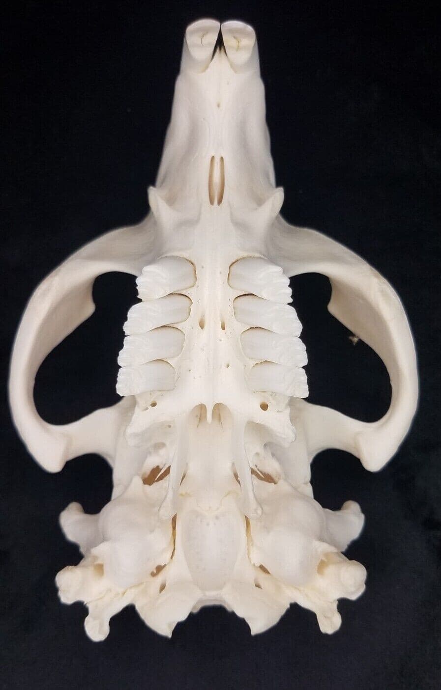 Real Beaver Skull - Castor canadensis - Generic Listing - American Sourced 5